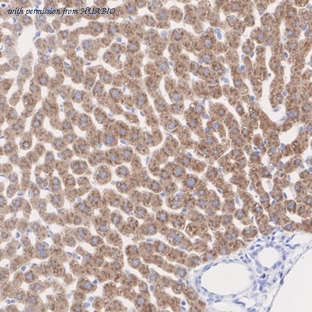 HUABIO HA721090 image 2