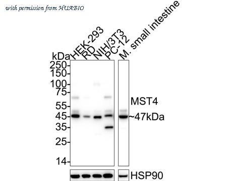 HUABIO HA721094 image 1