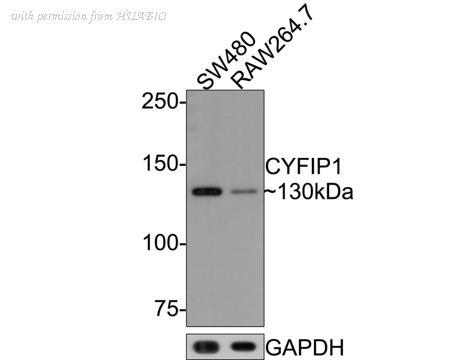 HUABIO HA721095 image 1