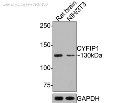 HUABIO HA721095 image 3