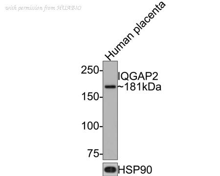 HUABIO HA721096 image 2