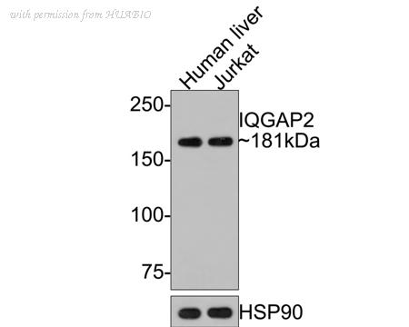 HUABIO HA721096 image 3