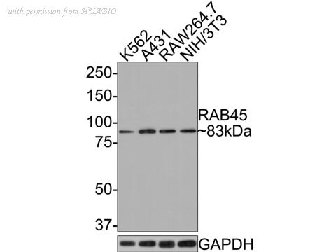 HUABIO HA721097 image 2
