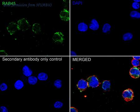 HUABIO HA721097 image 3