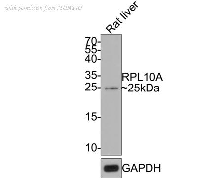 HUABIO HA721098 image 2