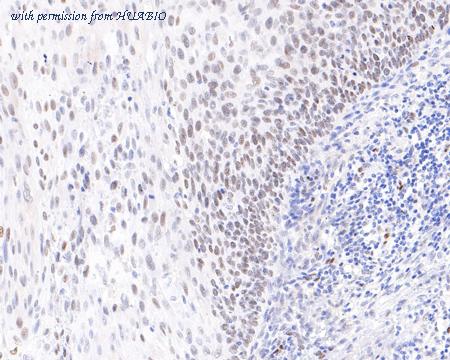 HUABIO HA721100 image 2