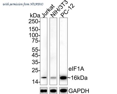 HUABIO HA721102 image 1