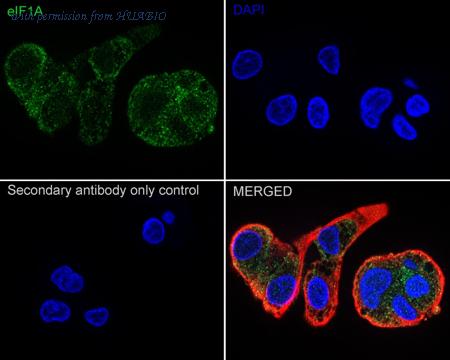 HUABIO HA721102 image 2