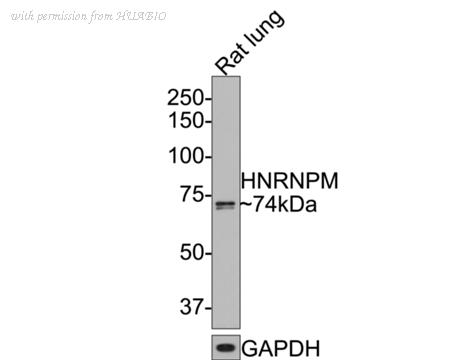 HUABIO HA721103 image 2