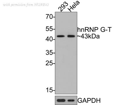 HUABIO HA721104 image 1