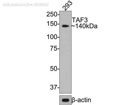 HUABIO HA721107 image 1