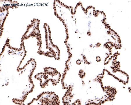 HUABIO HA721107 image 2