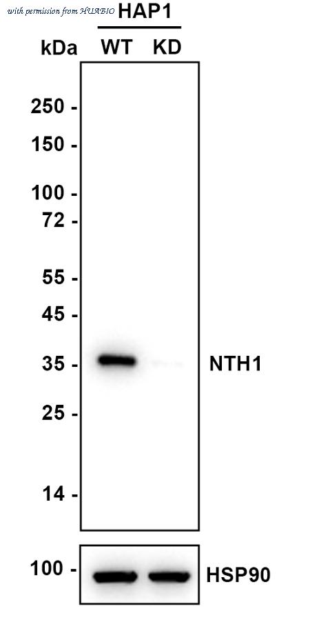 HUABIO HA721108 image 2