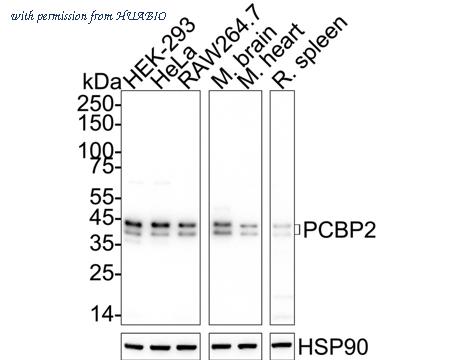 HUABIO HA721109 image 1