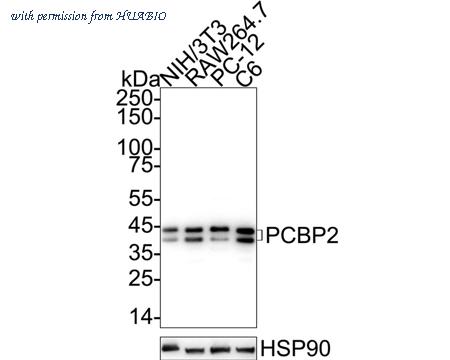 HUABIO HA721109 image 2