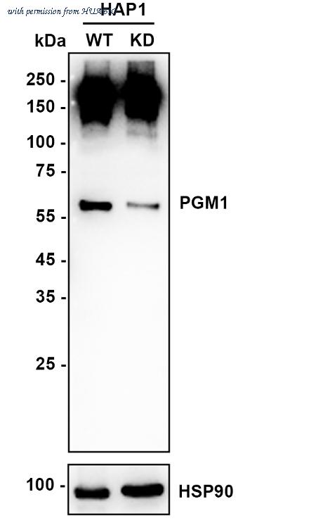 HUABIO HA721110 image 2