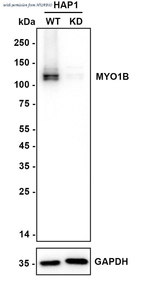 HUABIO HA721119 image 1