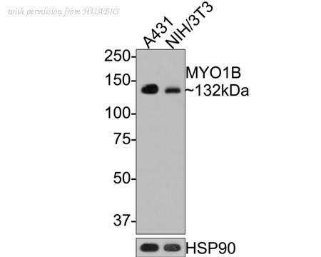 HUABIO HA721119 image 3