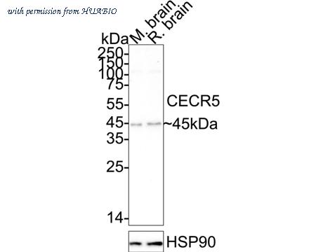 HUABIO HA721120 image 1