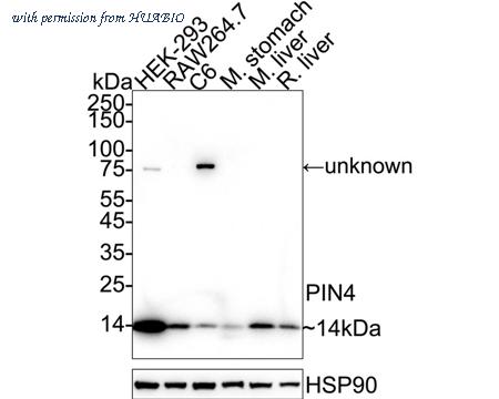 HUABIO HA721121 image 1