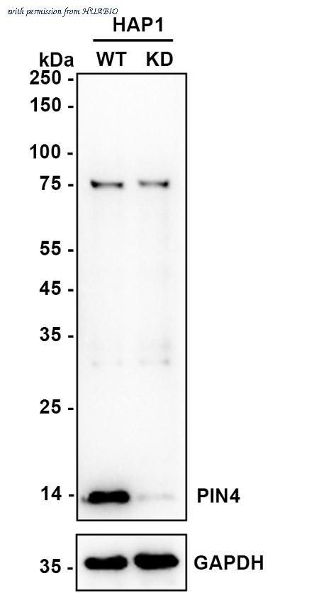 HUABIO HA721121 image 2