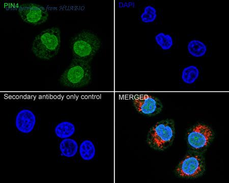 HUABIO HA721121 image 3