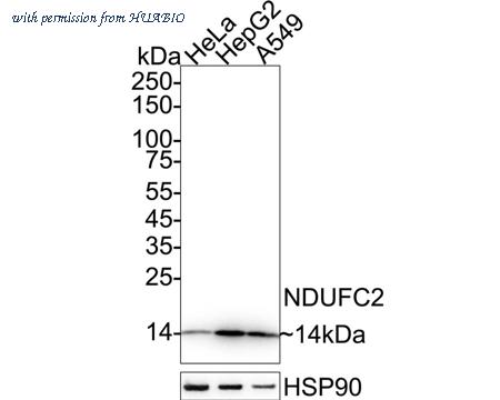 HUABIO HA721123 image 1