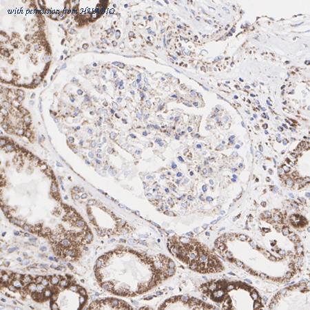 HUABIO HA721123 image 2