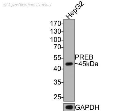 HUABIO HA721125 image 1