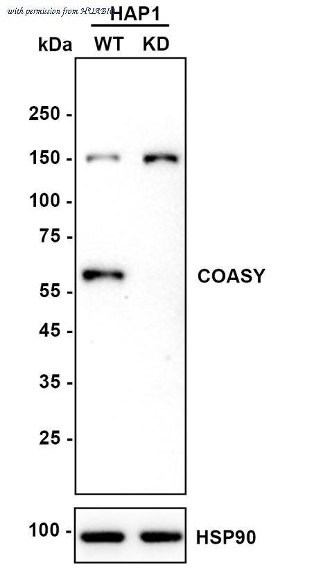 HUABIO HA721128 image 1