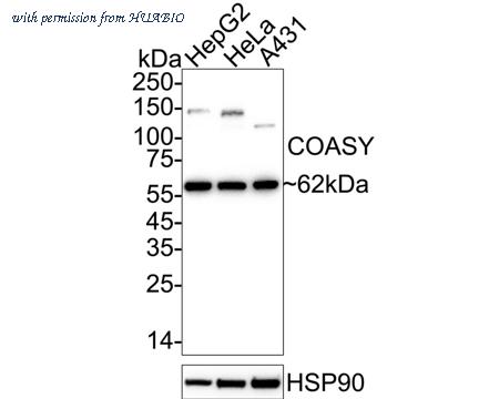 HUABIO HA721128 image 2