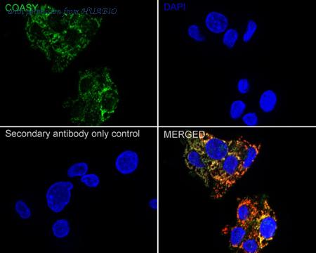 HUABIO HA721128 image 3