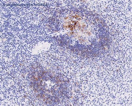 HUABIO HA721139 image 3