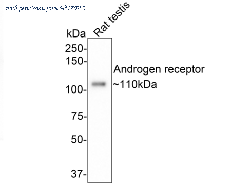 HUABIO HA721156-50UL image 2