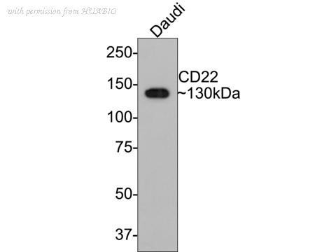 HUABIO HA721157 image 1