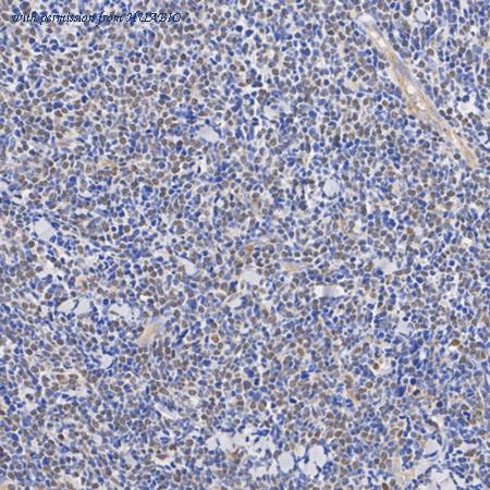 HUABIO HA721162 image 2