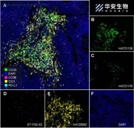 HUABIO HA721176 image 2