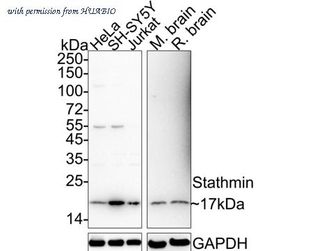 HUABIO HA721179 image 1