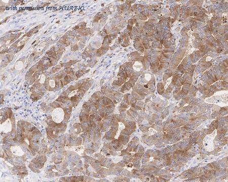 HUABIO HA721179 image 3