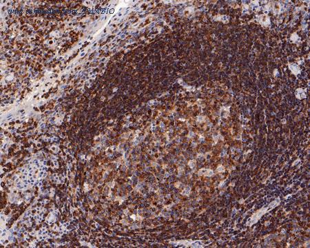 HUABIO HA721180 image 1