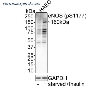 HUABIO HA721188 image 1