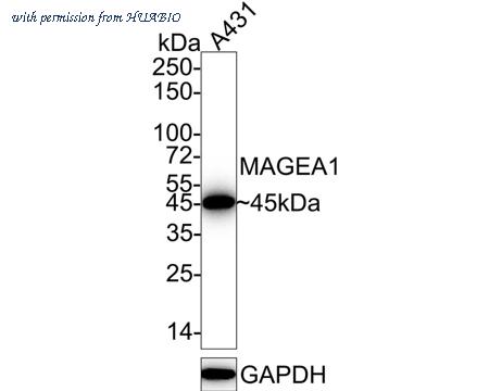 HUABIO HA721197 image 1