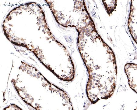 HUABIO HA721197 image 3