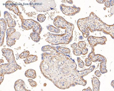 HUABIO HA721203 image 3