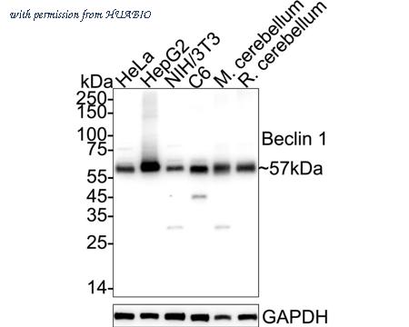 HUABIO HA721216 image 1