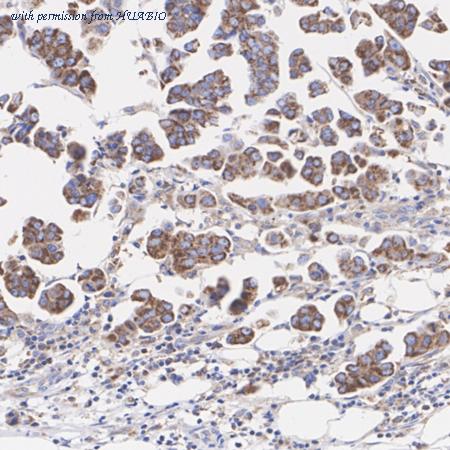 HUABIO HA721216 image 3