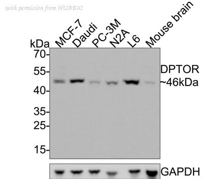 HUABIO HA721225 image 1