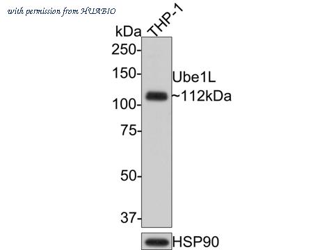 HUABIO HA721228 image 1