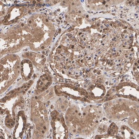 HUABIO HA721228 image 2