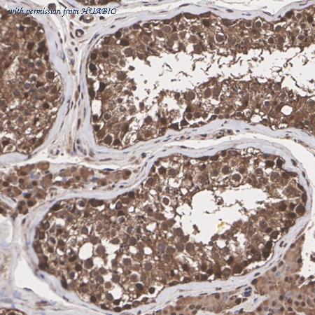 HUABIO HA721228 image 3